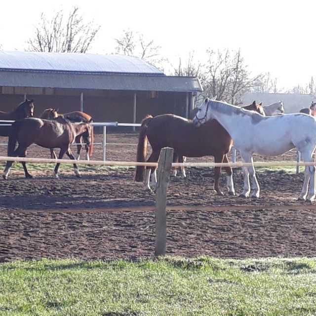 Reiterhof Bild Pferd