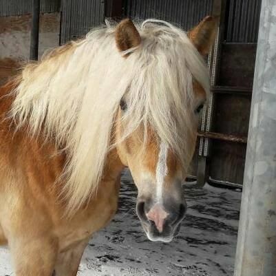 Reiterhof Bild Pferd