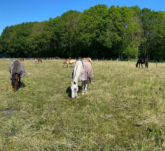 Reiterhof Bild Pferd