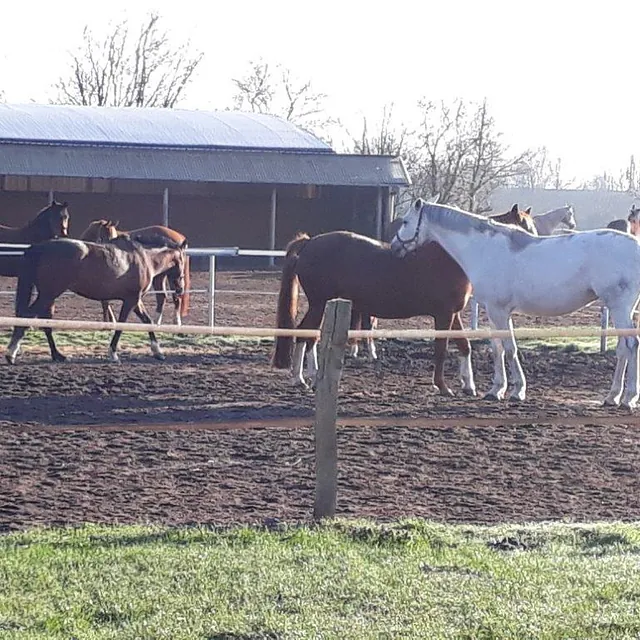 Reiterhof Bild Pferd
