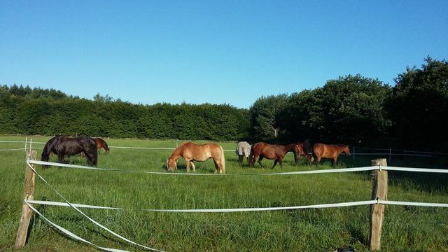 Reiterhof Bild Pferd