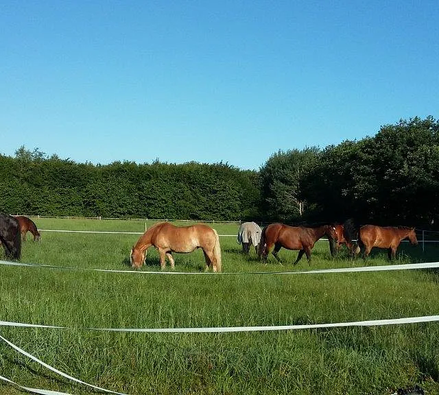 Reiterhof Bild Pferd